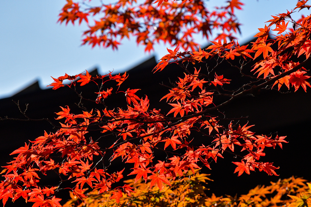 紅葉