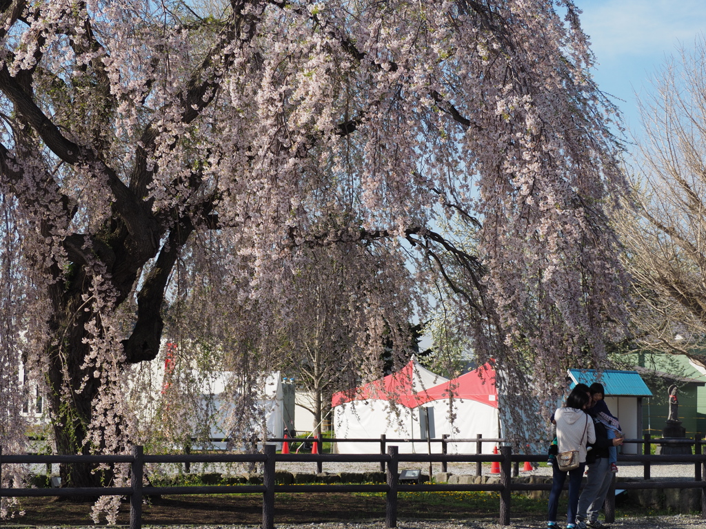 桜の木の下で