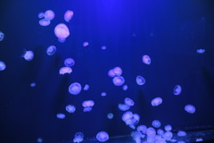 クラゲ