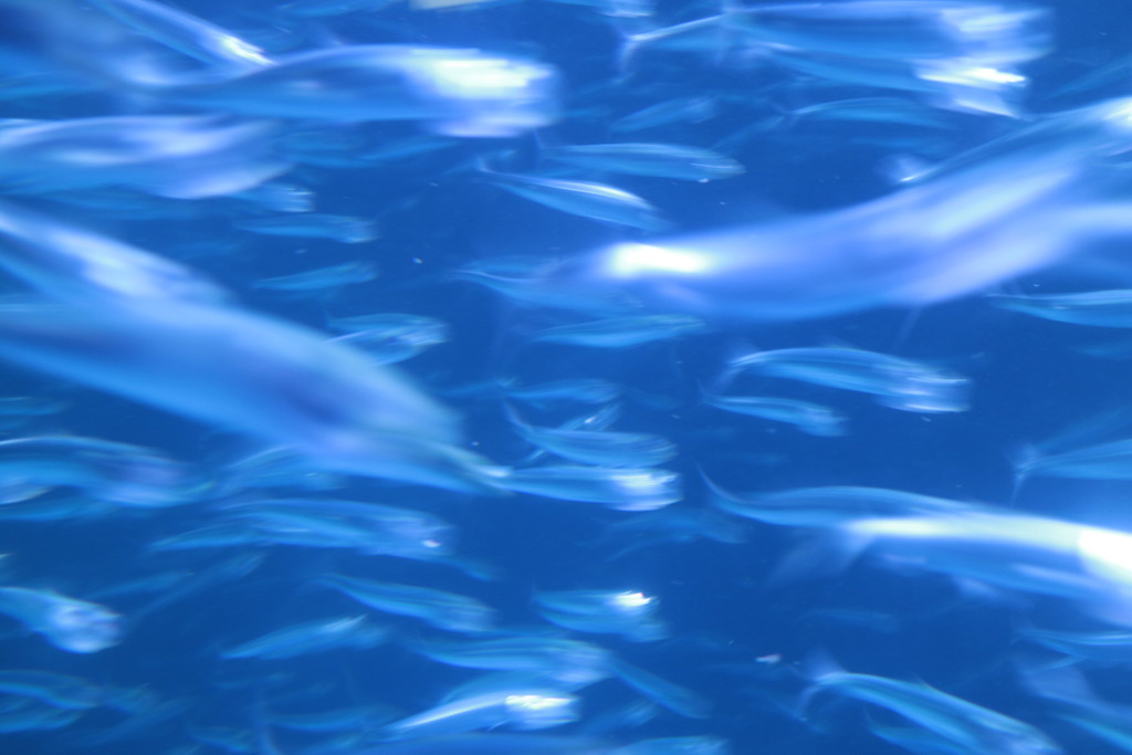 水族館イワシ水槽