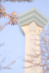 桜五稜郭タワー