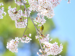 密です×   蜜です○