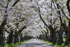 桜桜