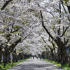 桜桜