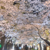 夜桜デート
