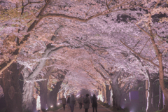 桜のトンネル