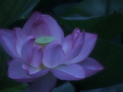 咲く