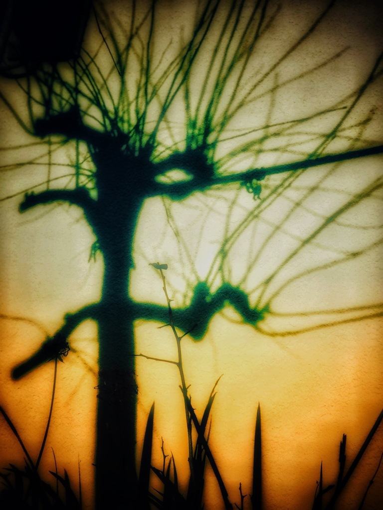 囚われた影