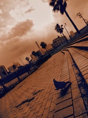 とても寒い日の鳩とのお散歩