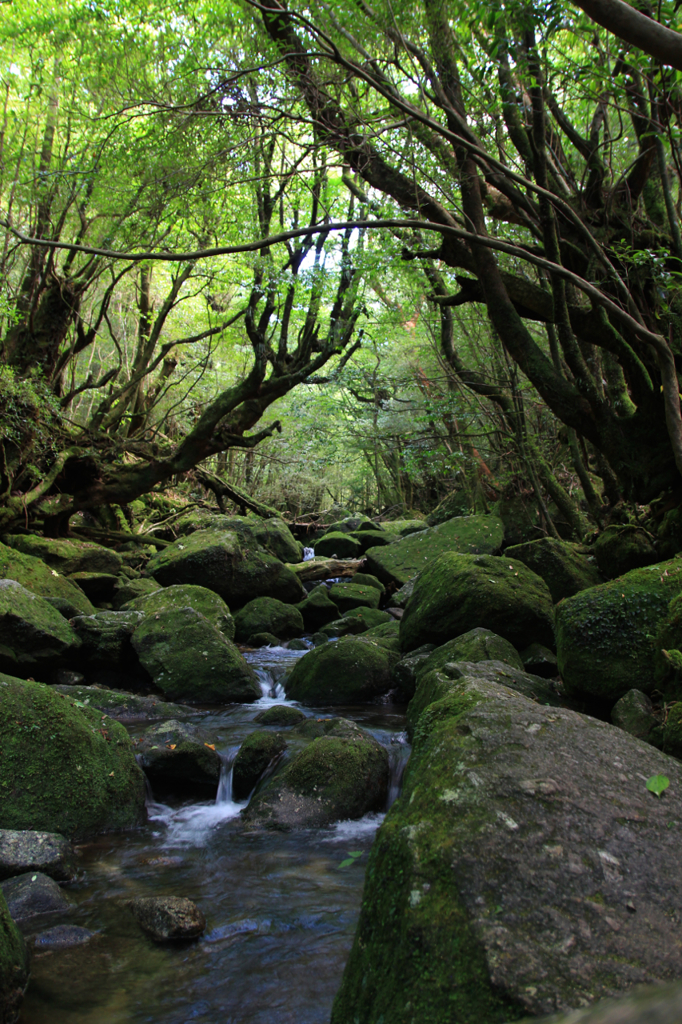 森林の小川