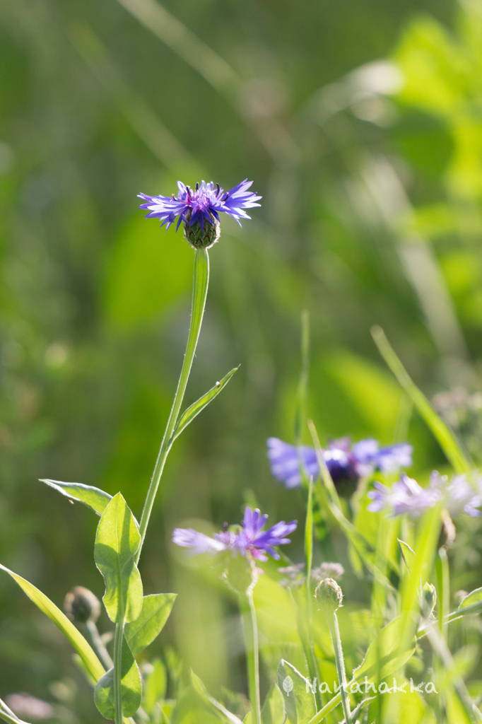 野の花 5