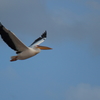 空飛ぶペリカン