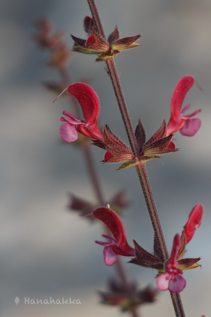 野の花 2