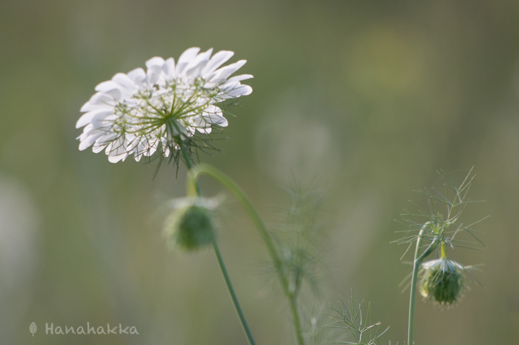 野の花4