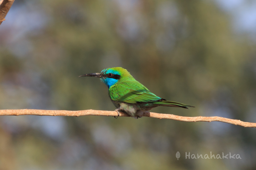 Little green bee-eater ミドリハチクイ