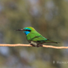 Little green bee-eater ミドリハチクイ