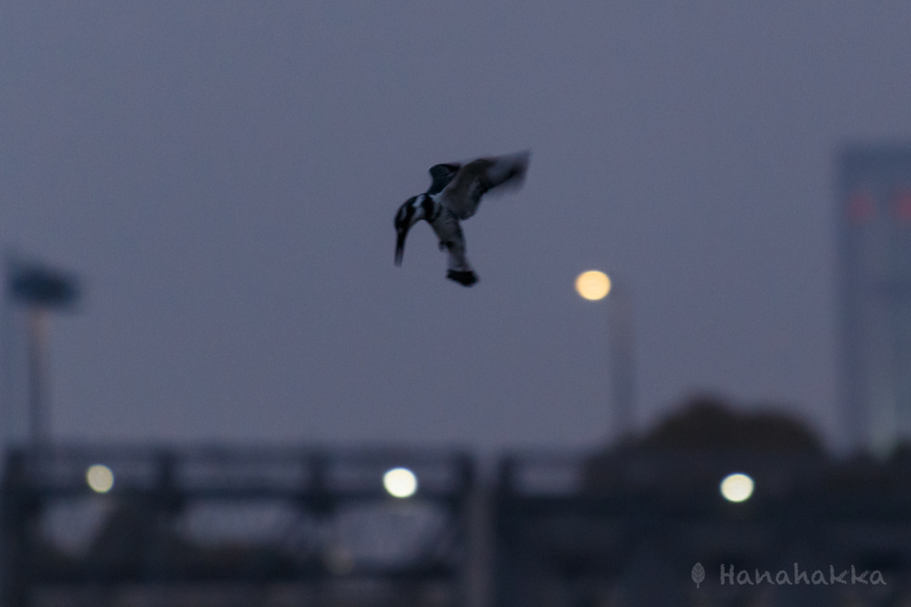 夜ホバ