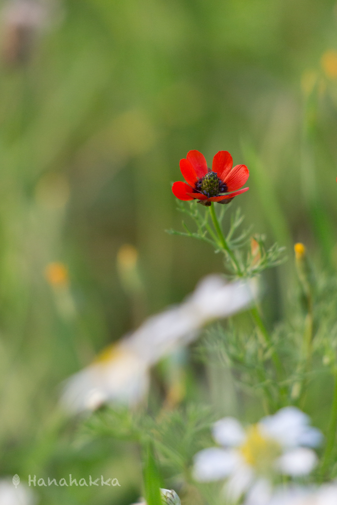 野の花 3