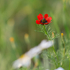 野の花 3