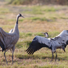 クロヅルのダンス3