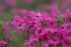 芝桜③