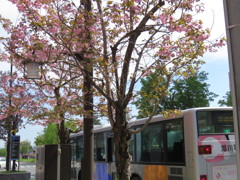 桜とバス