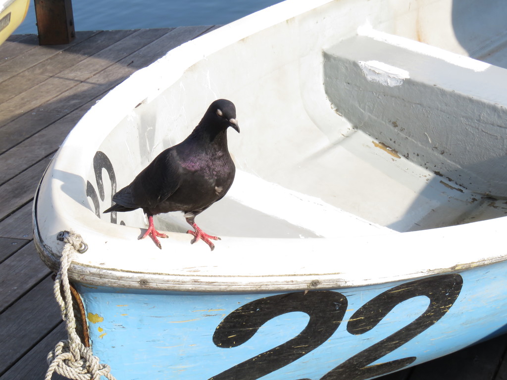 ボートと鳩