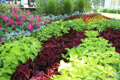 葉のじゅうたん