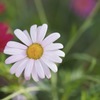 その花の名は？