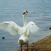 ガチョウの羽ばたき
