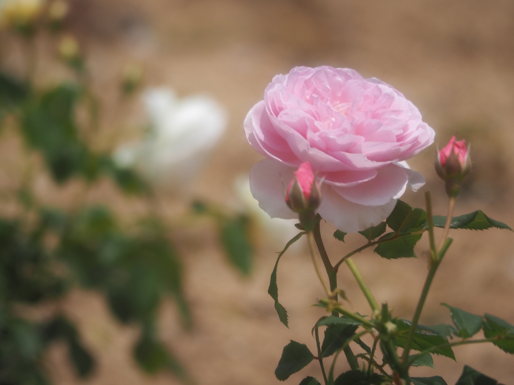rose_4