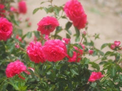 rose_2