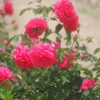 rose_2