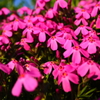 芝桜