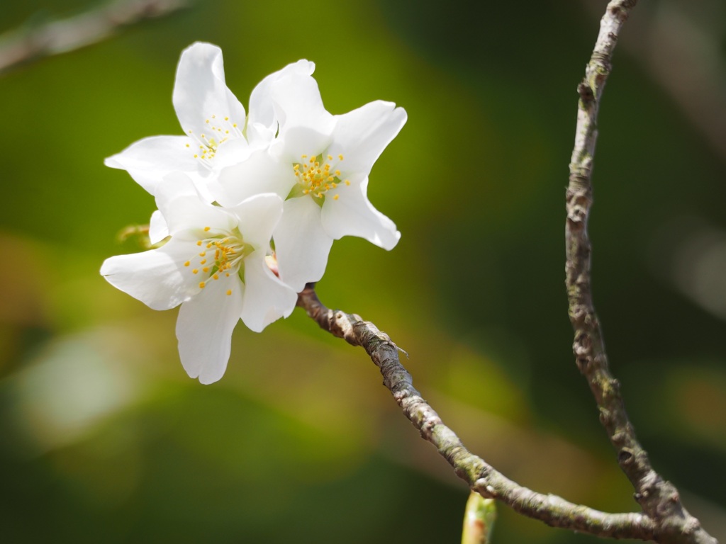 桜