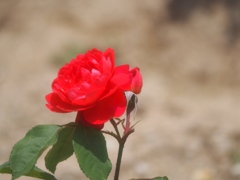 rose_3