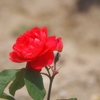 rose_3