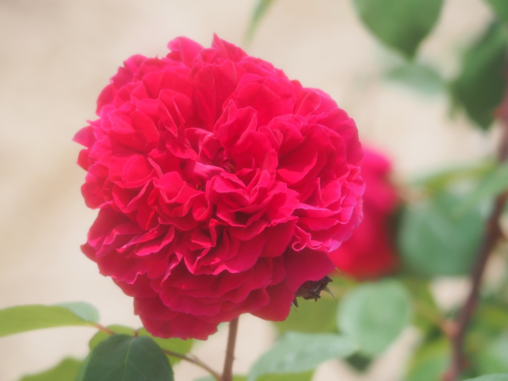 rose_1