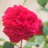 rose_1