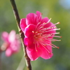 紅梅1