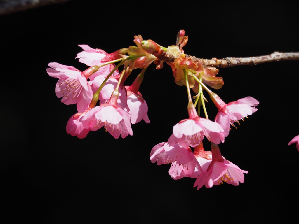 横浜緋桜1