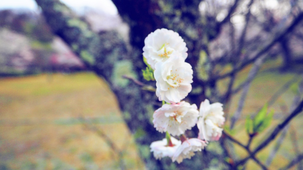 桜