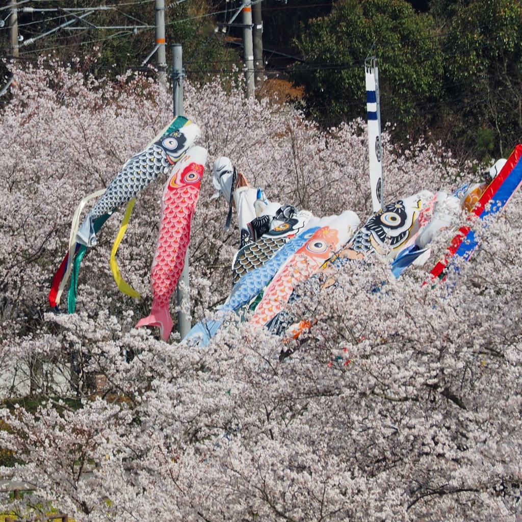 桜と鯉のぼり