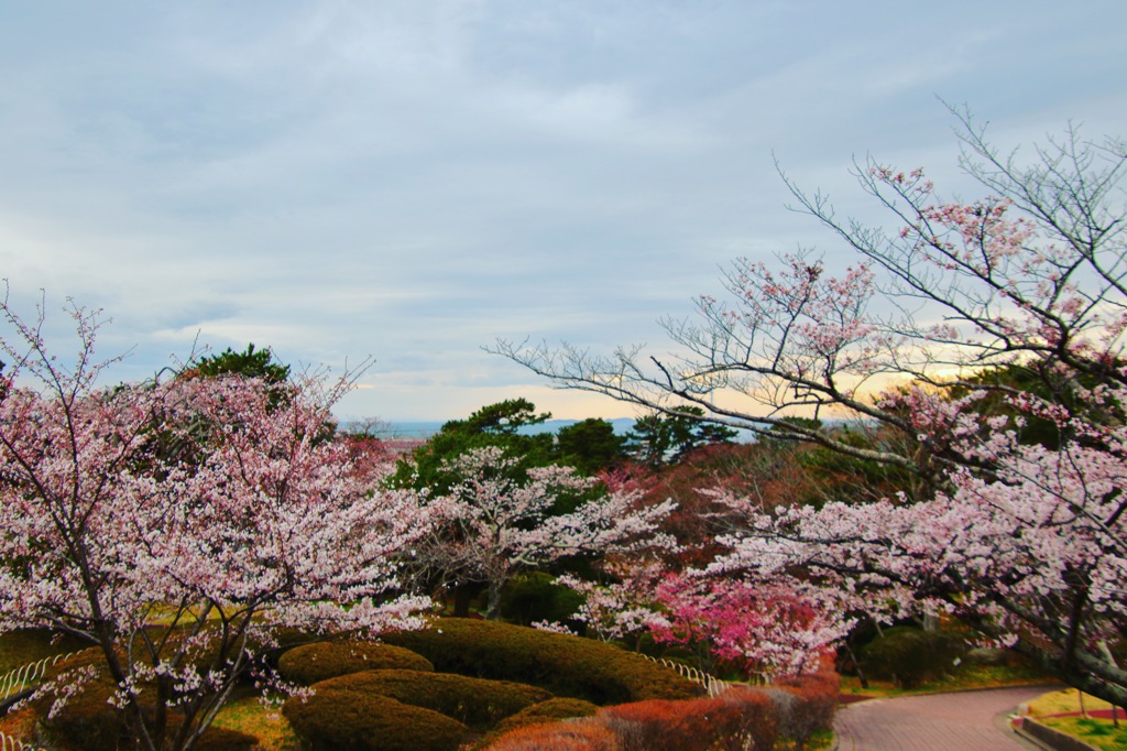 桜