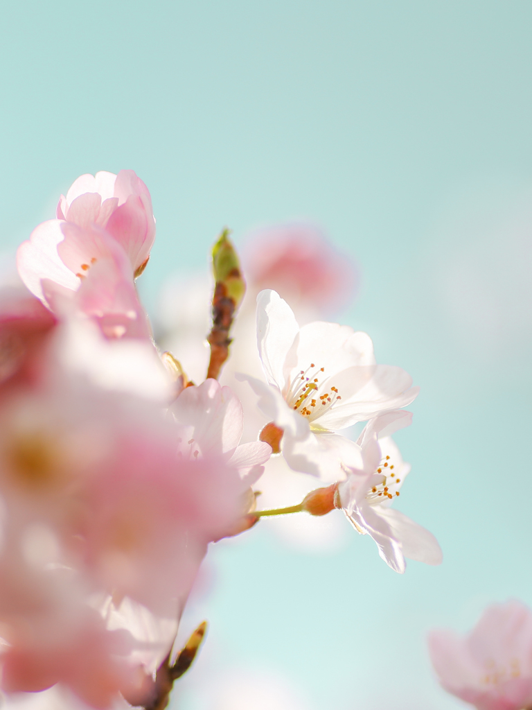 おひさま