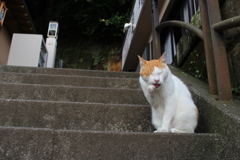 ネコと休日