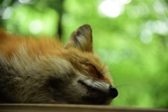 キツネ村
