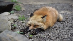 キツネ村