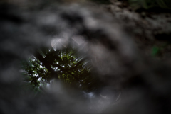 Carl Zeiss Tessar 2,8/45 T*