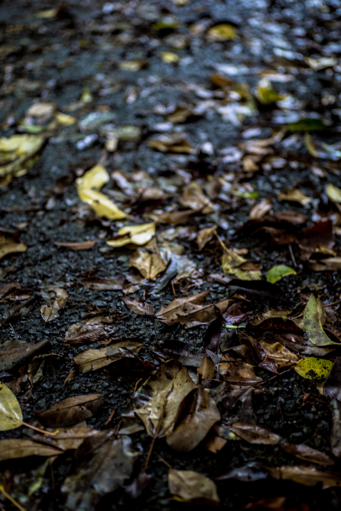 Carl Zeiss Tessar 2,8/45 T*